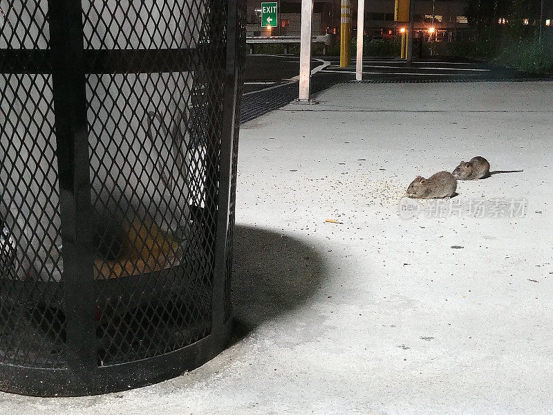 NYC Rat Rodents Eating Off Ground Near Trash Can